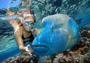 Snorkelling with a Big Fish