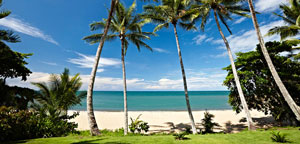 Palm Trees on Beach